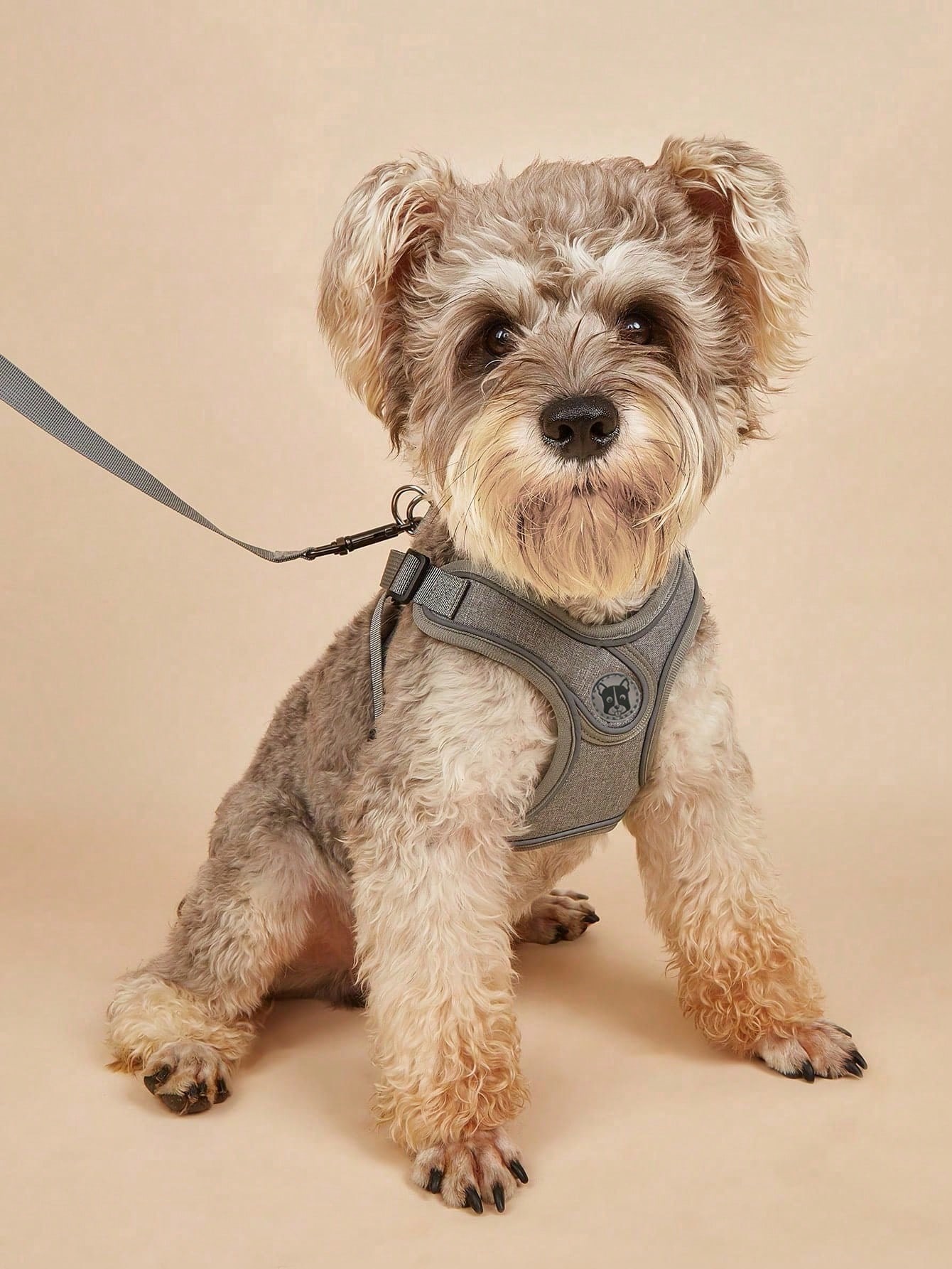 Running Gear Dog - طوق للكلاب الصغيرة والمتوسطة الحجم بدون