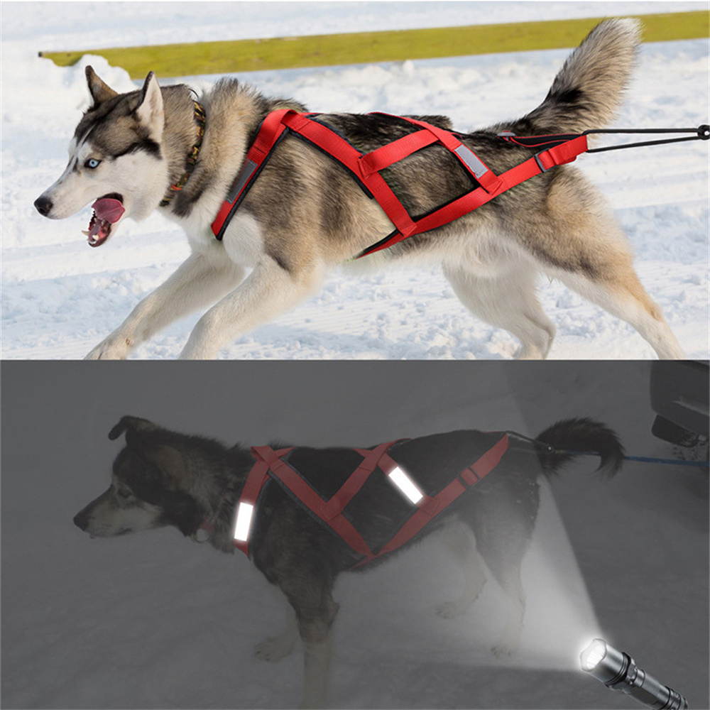 حزام تزلج عالي الجودة للكلاب ا - مراجعة Running Gear Dog وسعره